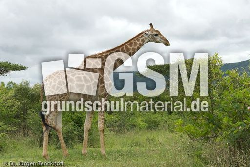 Giraffe (70 von 94).jpg